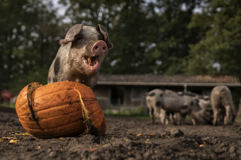 Hungry Pig Pumpkin by Gert van den Bosch — canvas wall art