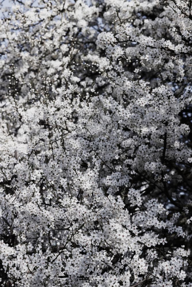 Spring White Blossoms by Mareike Böhmer — canvas wall art