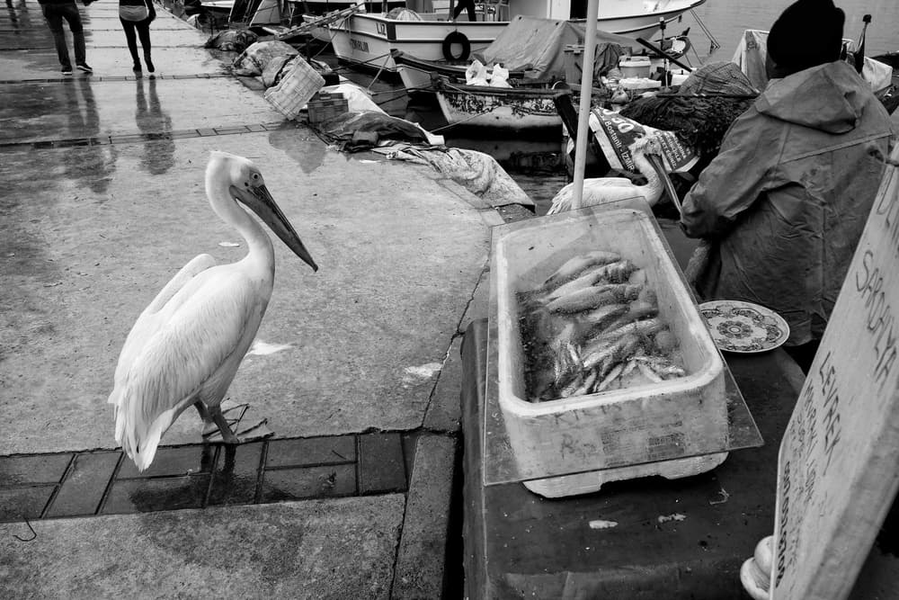 Pelican Fish Stand by Ali Ayer — canvas wall art
