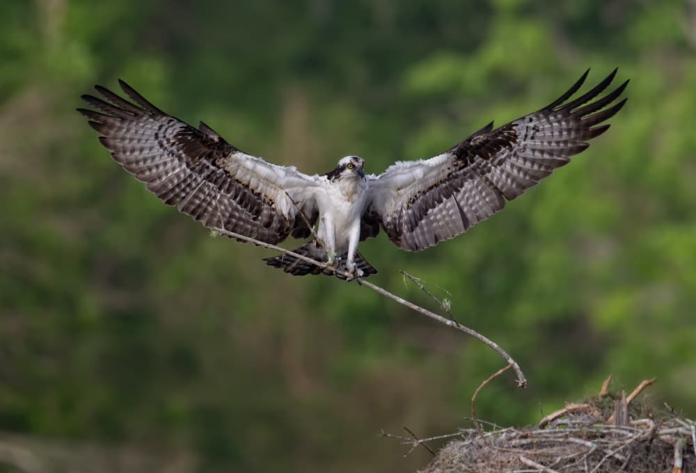 Osprey Bringing Nest Material by Alfred Forns — canvas wall art