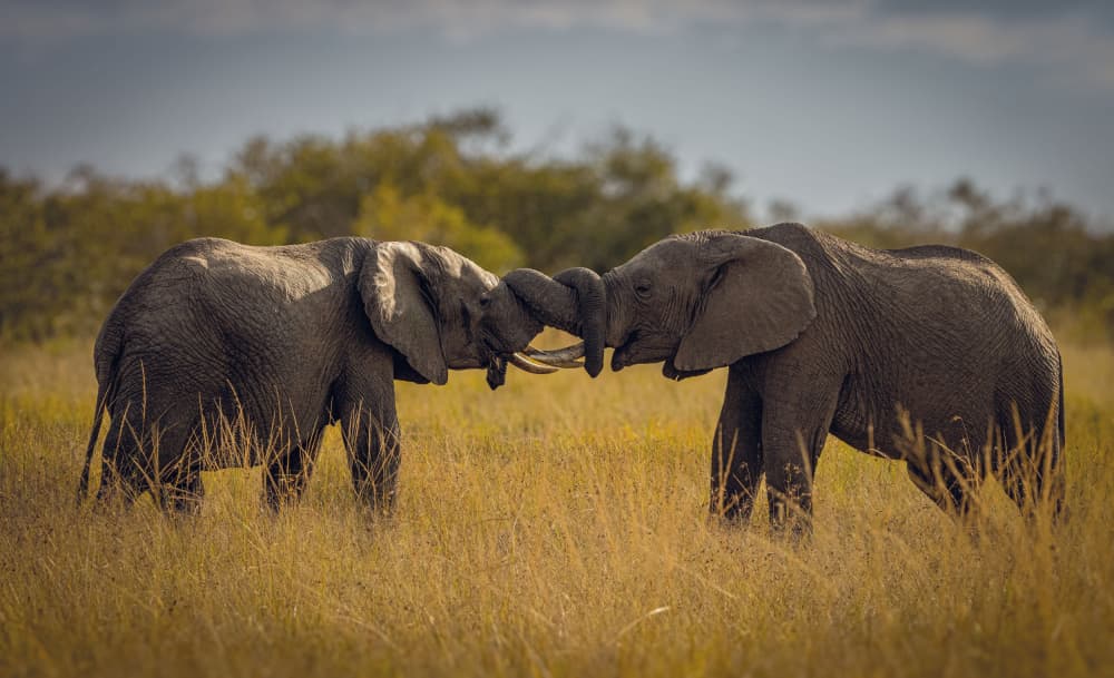 African Elephants Interact by Hamza Qarooni — canvas wall art