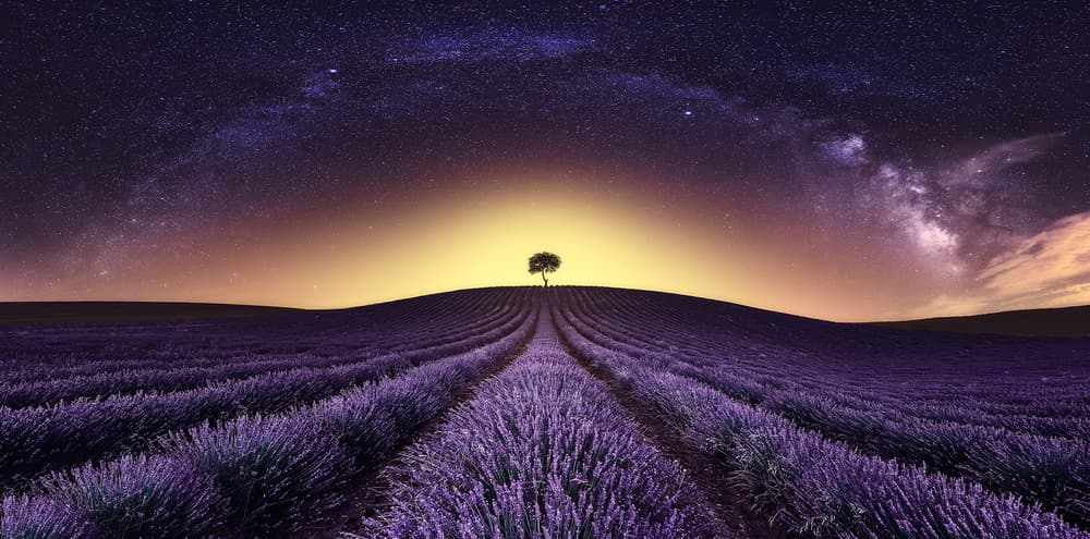 Magical Lavender Night Glow by Javier de la Torre — canvas wall art