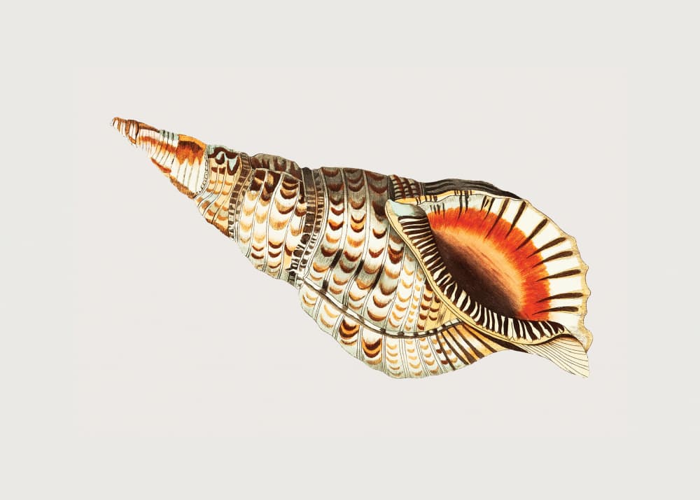 Tritonian Murex by George Shaw — canvas wall art