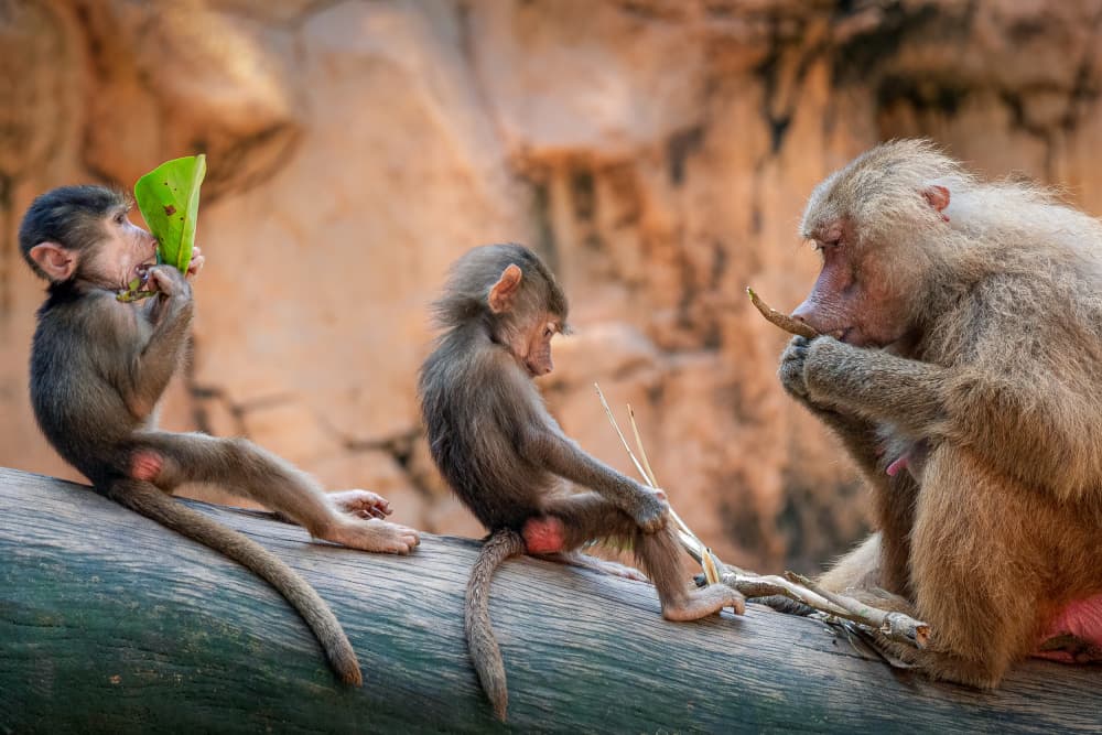 Curious Baboons On Log by Joseph Ng — canvas wall art