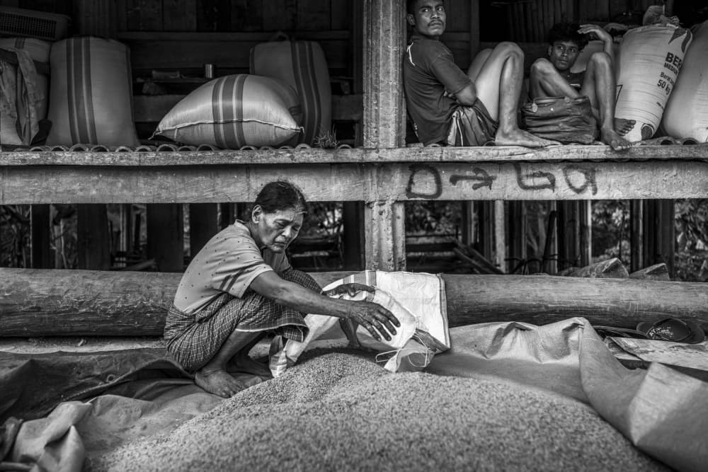 Woman Sorting Rice by Joseph Ng — canvas wall art