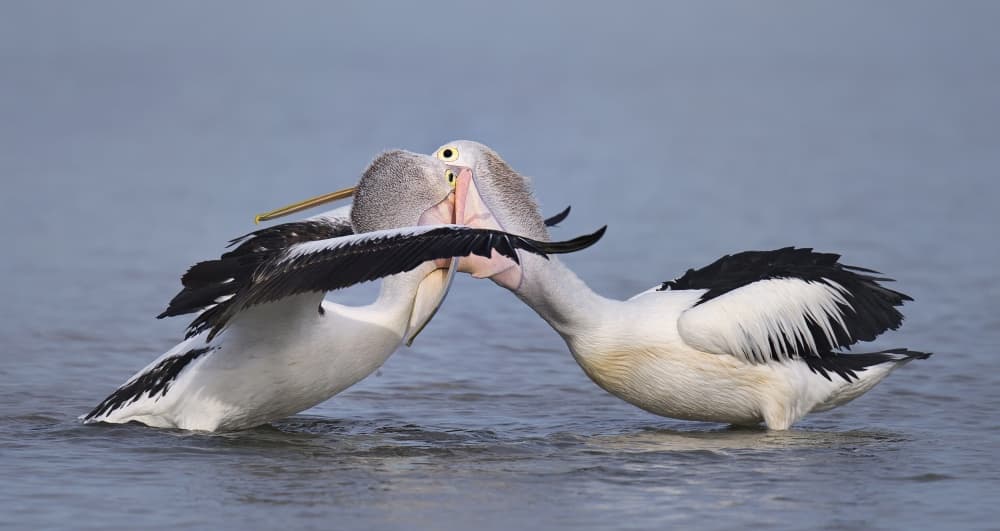 Wild Pelican Struggle by C.S. Tjandra — canvas wall art