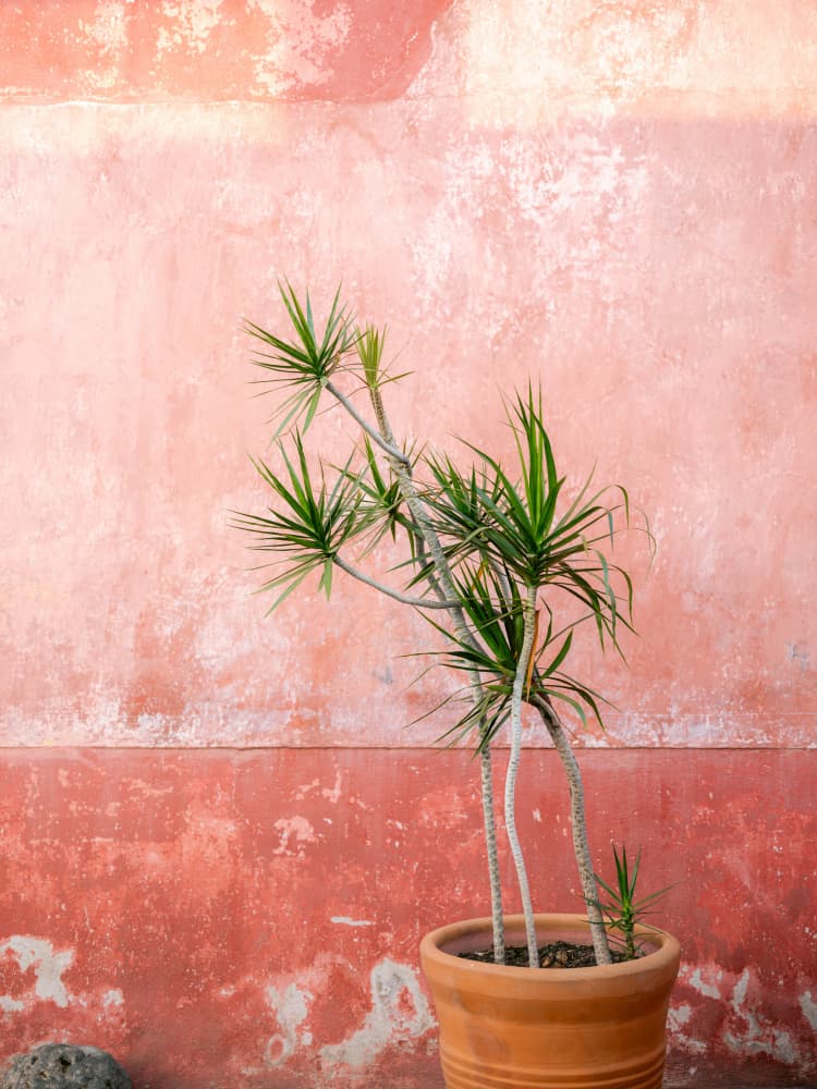 Botanical Oaxaca | Mexico travel photography by Raisa Zwart — canvas wall art