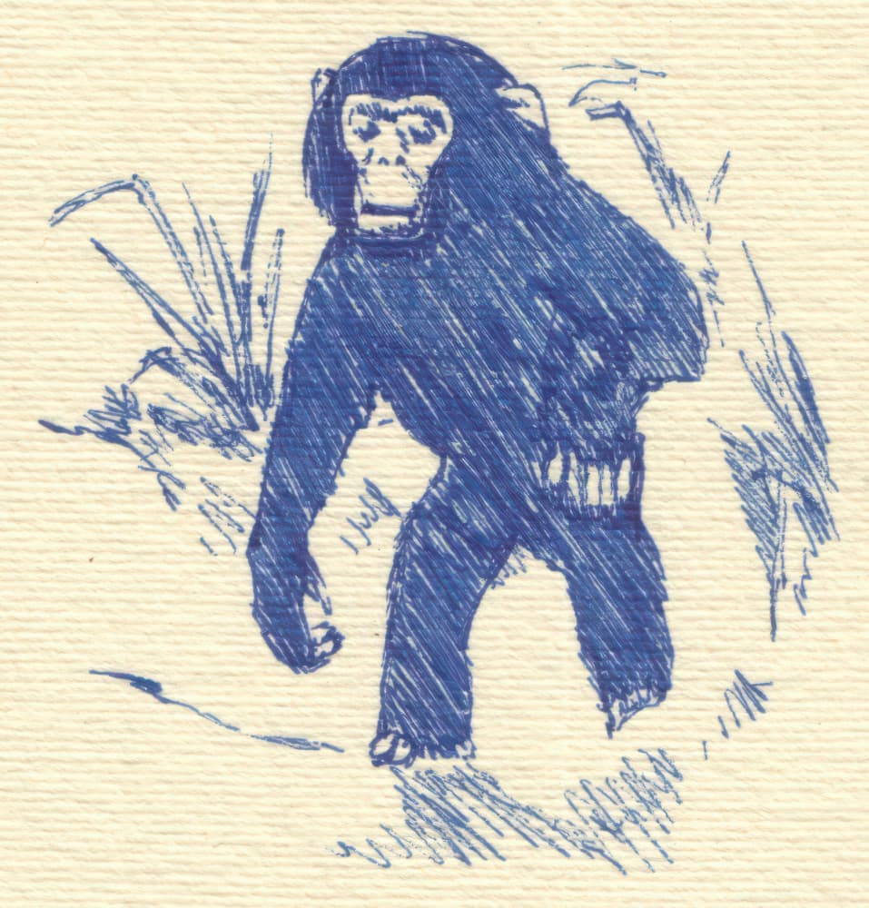 Blue Chimpanzee Sketch by Kulik — canvas wall art