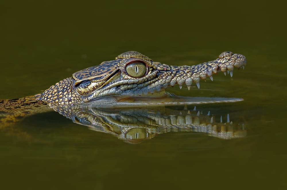 Young Crocodile Reflection by Edy Pamungkas — canvas wall art