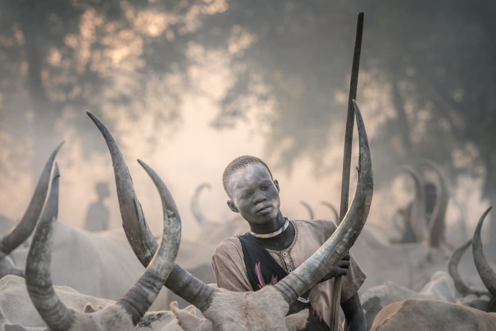 African Cattle Herder by Trevor Cole — canvas wall art