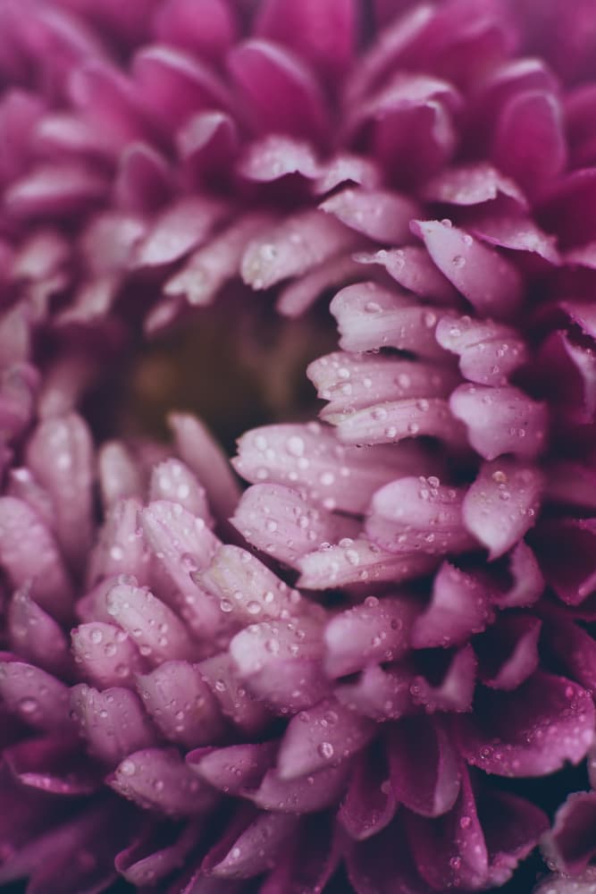 Dewy Purple Petals by Javier Pardina — canvas wall art