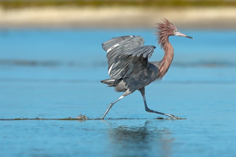 Reddish Egret In Action by Nicolás Merino — canvas wall art