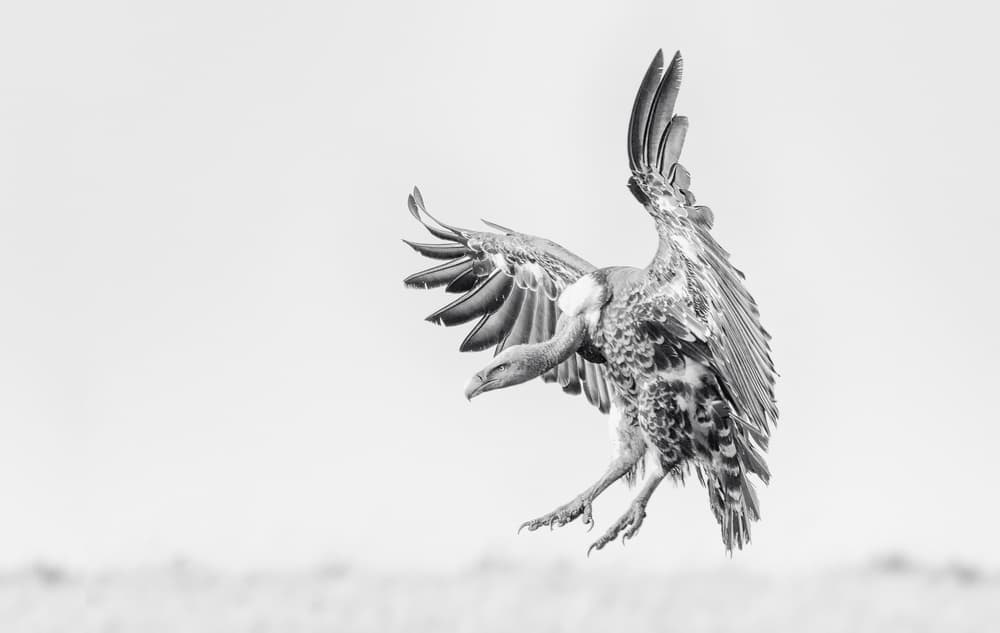Monochrome Vulture Flight by Henry Zhao — canvas wall art