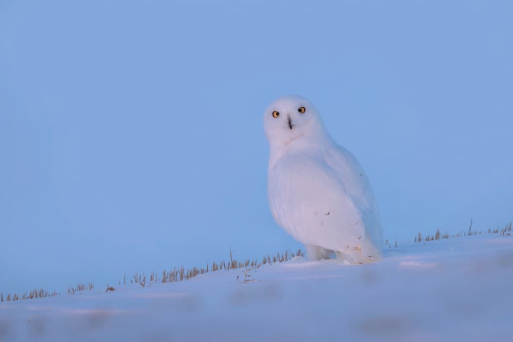 Snowy Owl Winter Gaze by Jun Zuo — canvas wall art