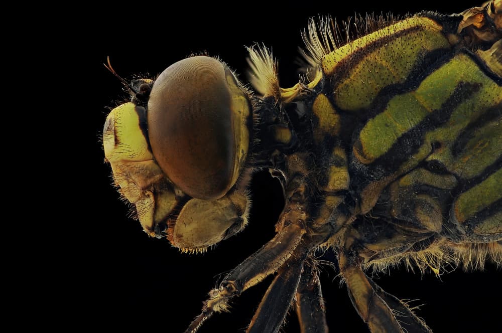 Macro Damselfly Profile by Edy Pamungkas — canvas wall art
