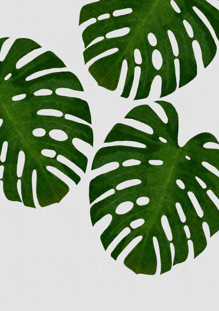 Lush Monstera Leaves by Orara Studio — canvas wall art