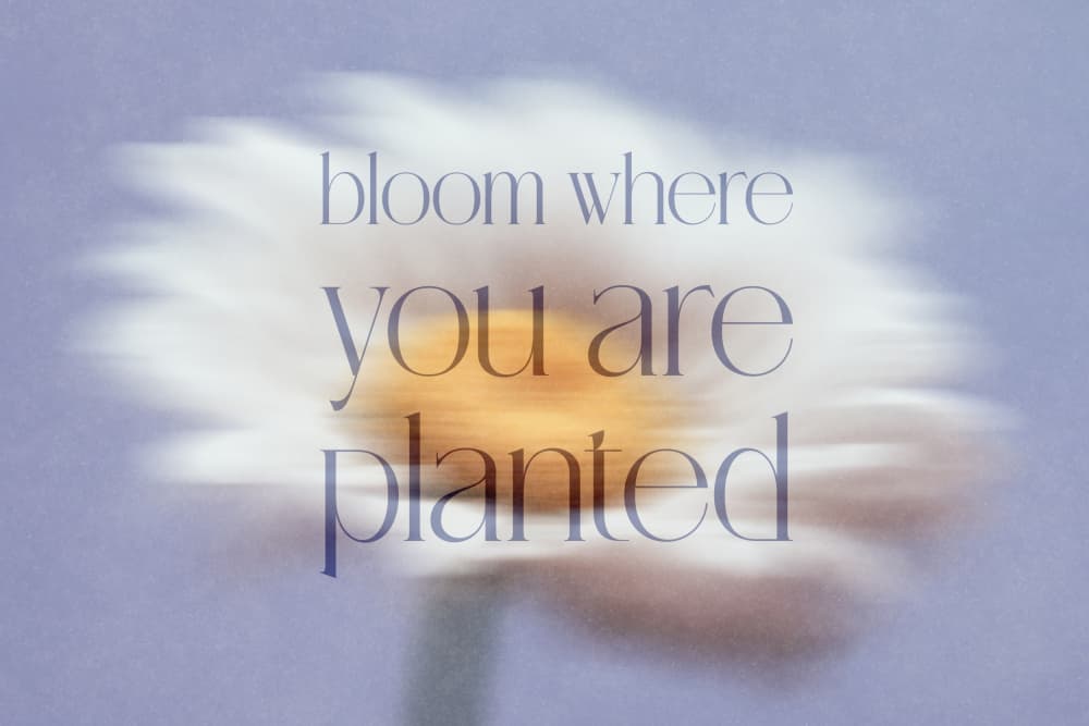 Bloom Where Planted by Treechild — canvas wall art