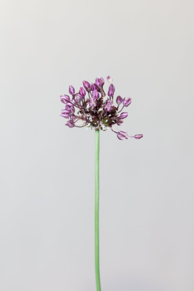 Purple Allium Bloom by Pictufy Studio III — canvas wall art