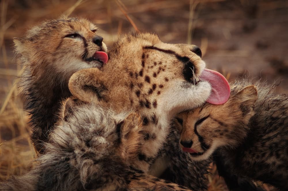 Mother Cheetah Licking Cub by Mohammed Alnaser — canvas wall art