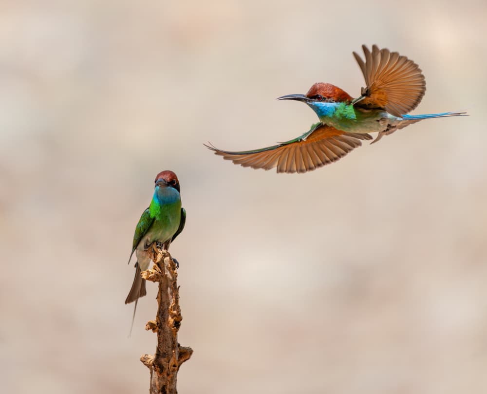 Colorful Birds in Flight by Alex Li — canvas wall art