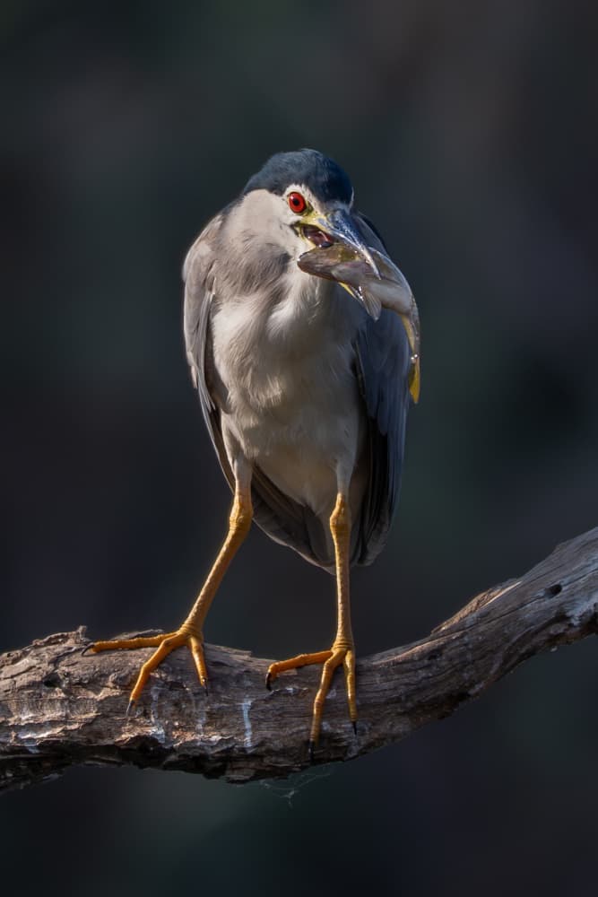 Night Heron Fishing by Guy Wilson — canvas wall art