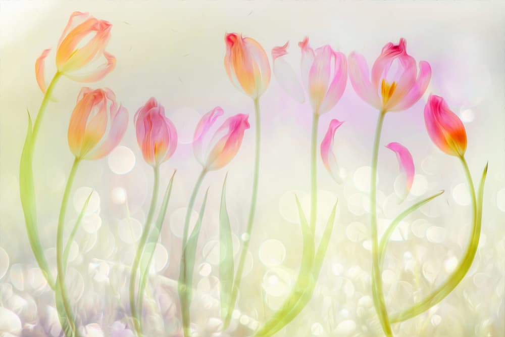 Dreamy Pink Tulips by Hilda van der Lee — canvas wall art