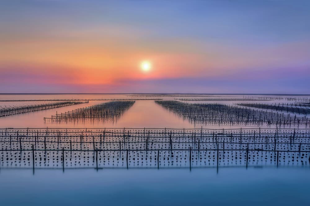 Serene Oyster Farm Sunset by MingLun Tsai (蔡明倫) — canvas wall art