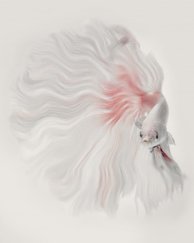 Graceful White Betta by Andi Halil — canvas wall art