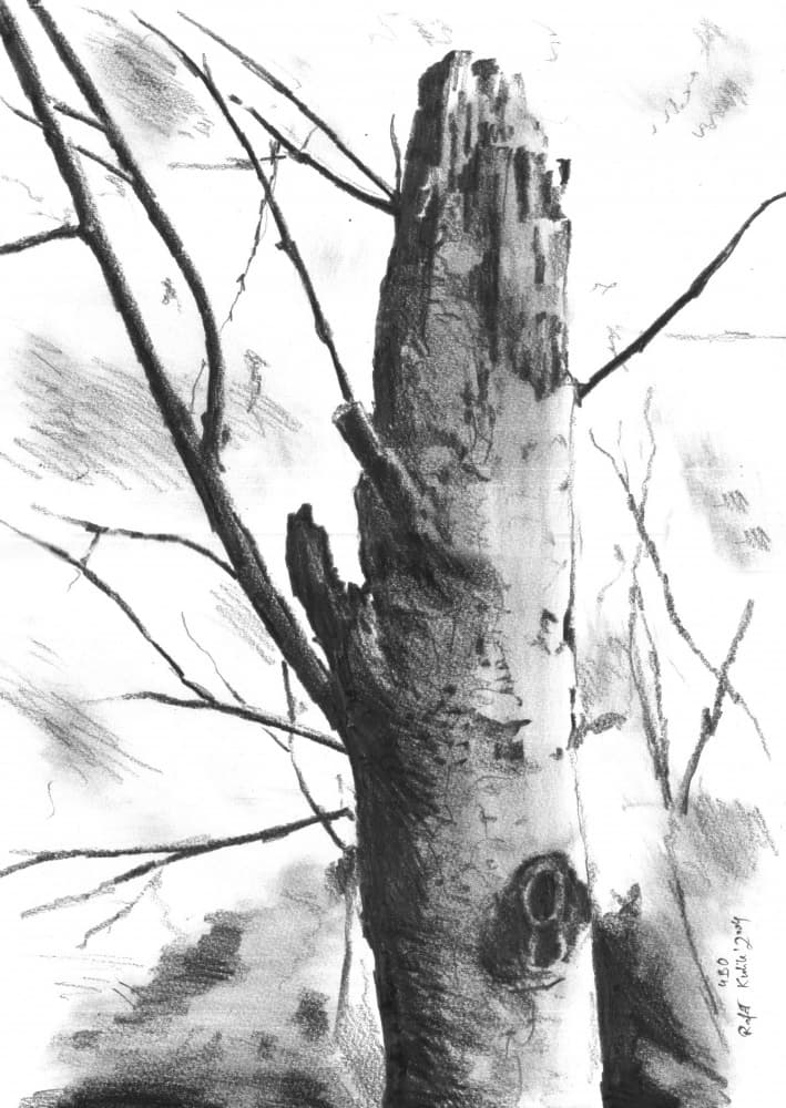 Stark Tree Trunk by Kulik — canvas wall art