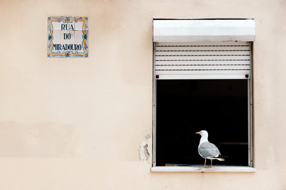 Old Street Seagull by Aimee Giles — canvas wall art