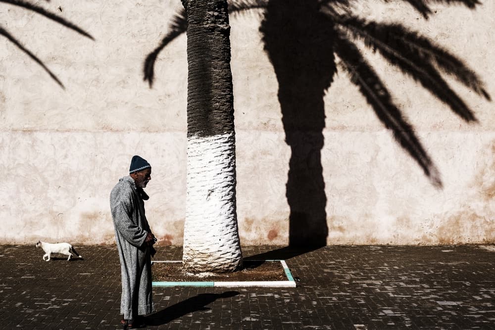 Moroccan Palm Shadow by Pavol Stranak — canvas wall art