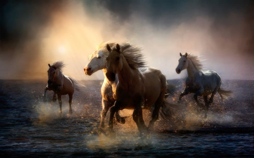Running Horses Golden Light by Charlaine Gerber — canvas wall art