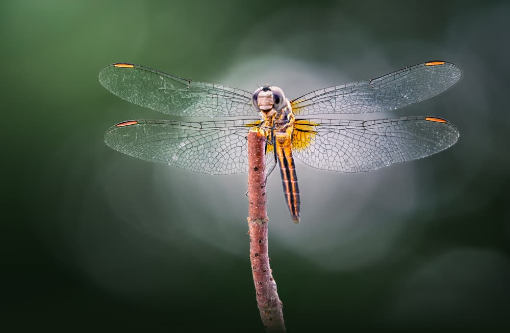 Delicate Golden Dragonfly by Atul Saluja — canvas wall art