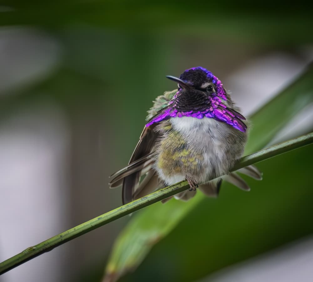 Vibrant Purple Hummingbird by Taksing (吉星高照) — canvas wall art