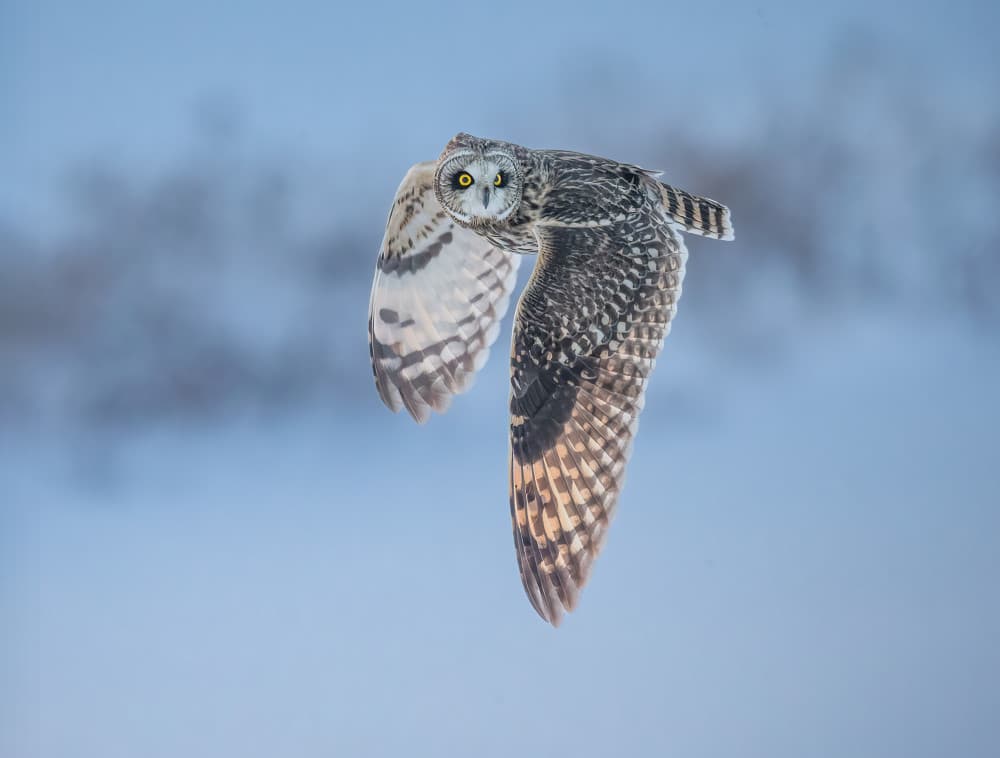 Majestic Owl in Flight by Jasmine Suo — canvas wall art