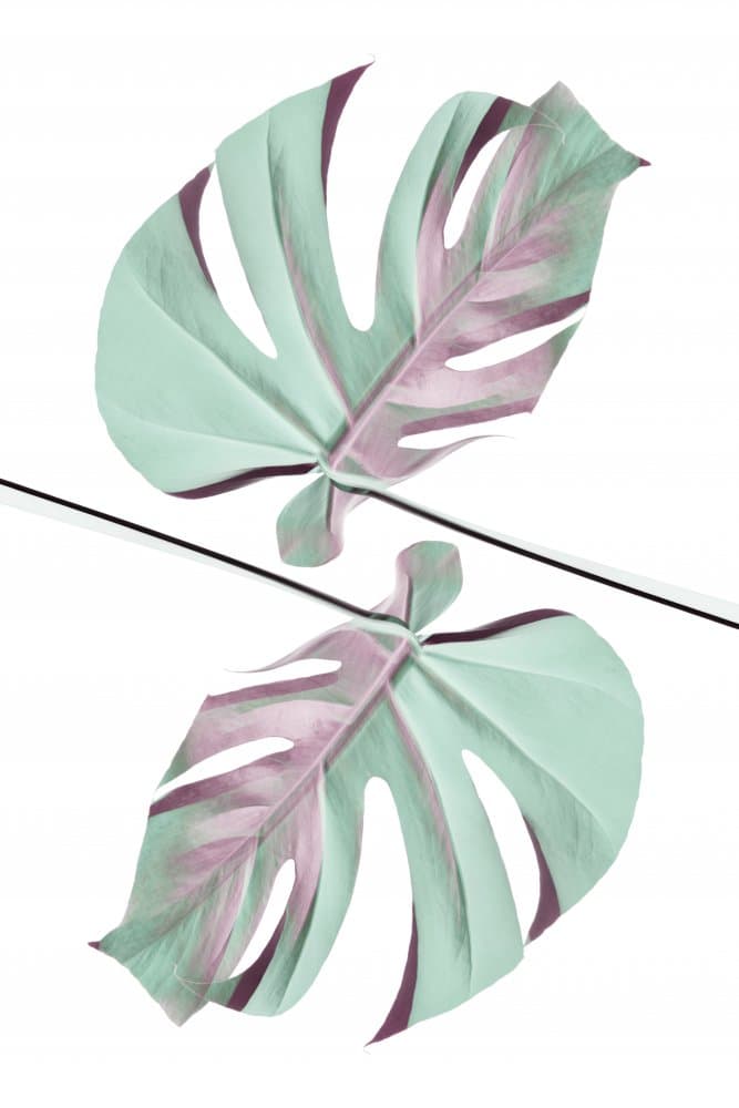 Mint Pink Monstera Leaves by Pictufy Studio III — canvas wall art