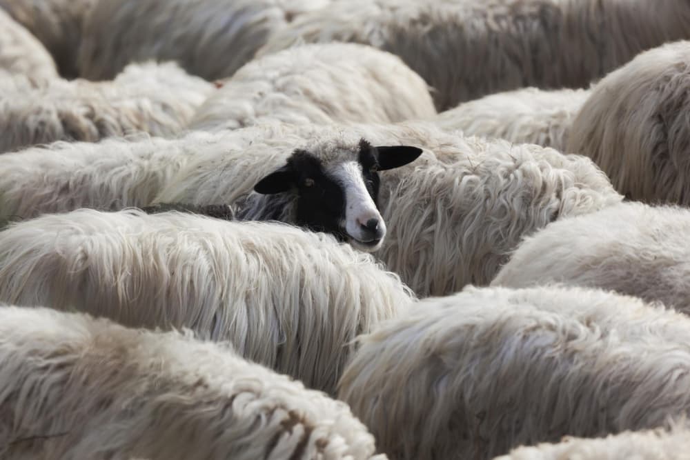 Curious Black Sheep by Massimo Della Latta — canvas wall art