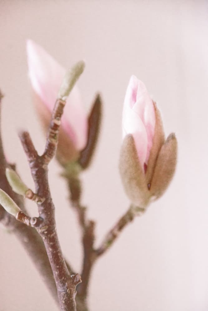 Pink Magnolia Buds by Christina Sillen — canvas wall art