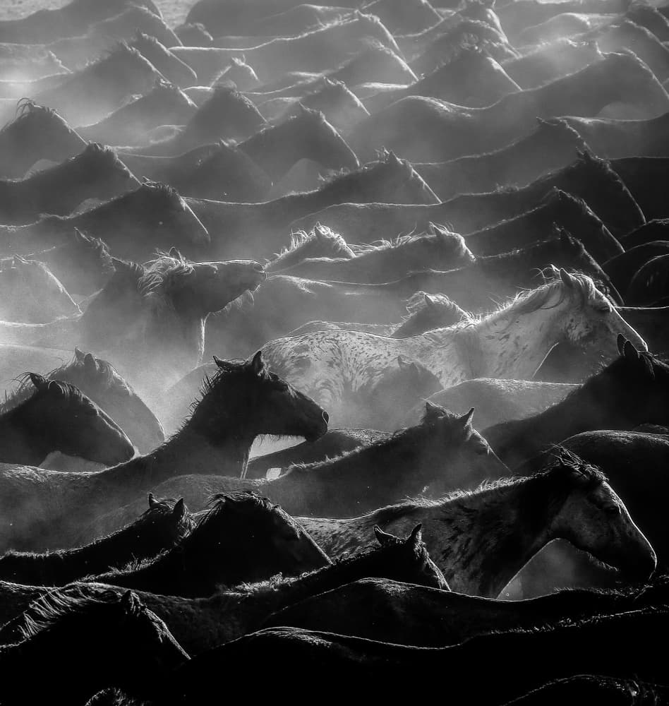 Wild Horses Galloping by Ummu Nisan Kandilcioglu — canvas wall art