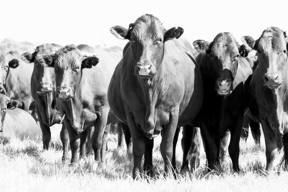 Watchful Farm Cows by Naomi Lupton — canvas wall art