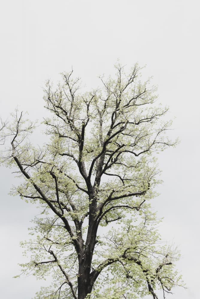 Fresh Spring Tree by Photolovers — canvas wall art