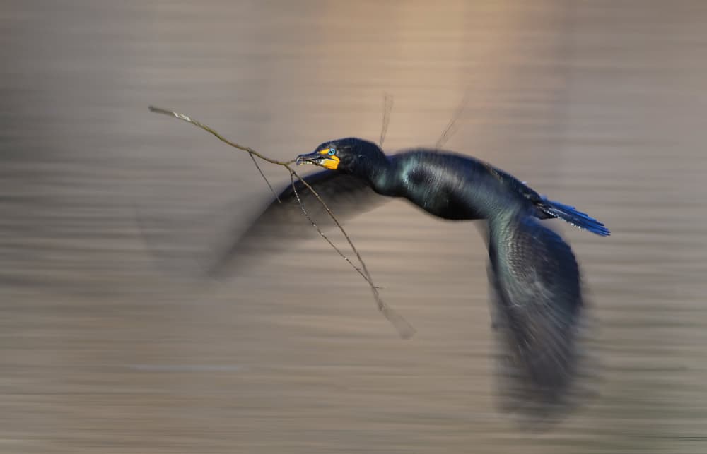 Cormorant Nesting Flight by verdon — canvas wall art