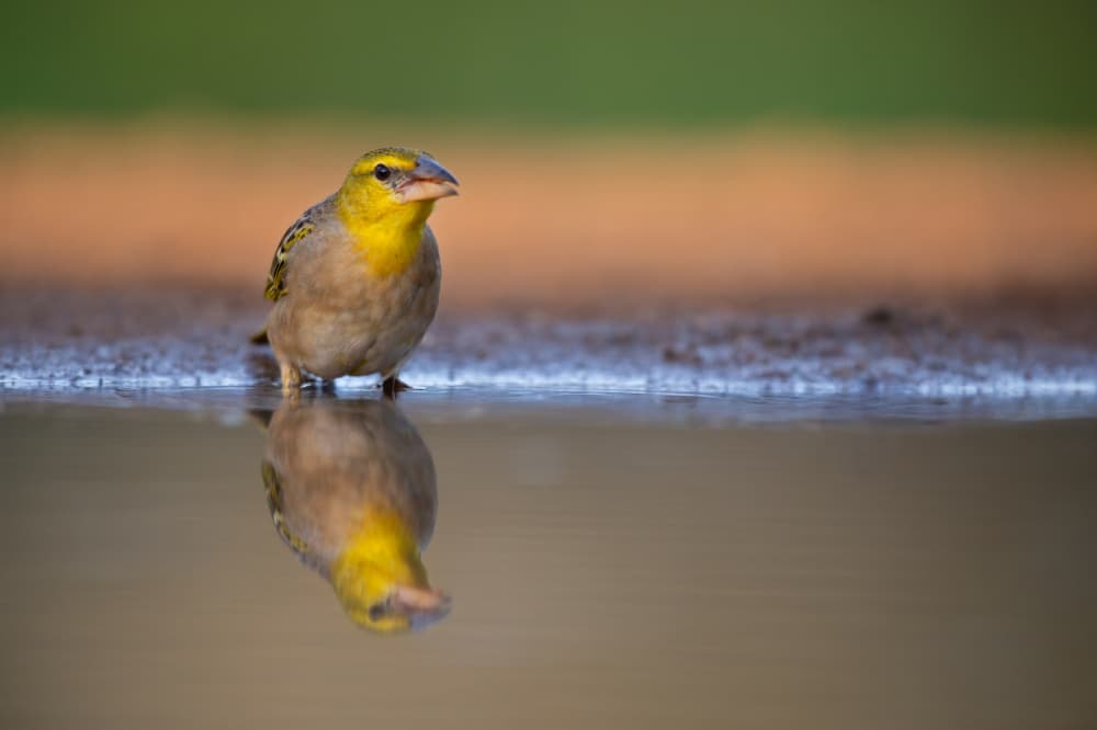 Golden Bird on Water by Marco Pozzi — canvas wall art