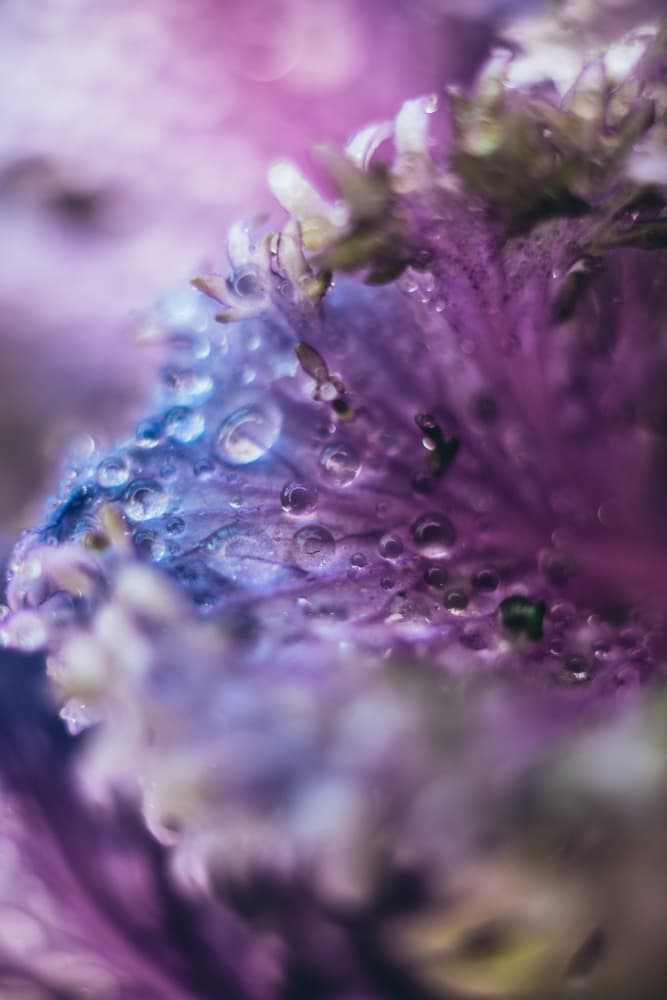 Purple Leaf Water Droplets by Javier Pardina — canvas wall art