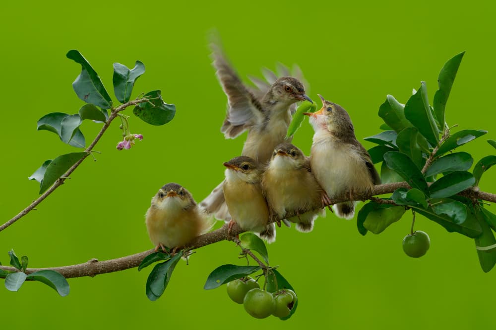 Mother Bird Feeds Chicks by HuongHoang — canvas wall art
