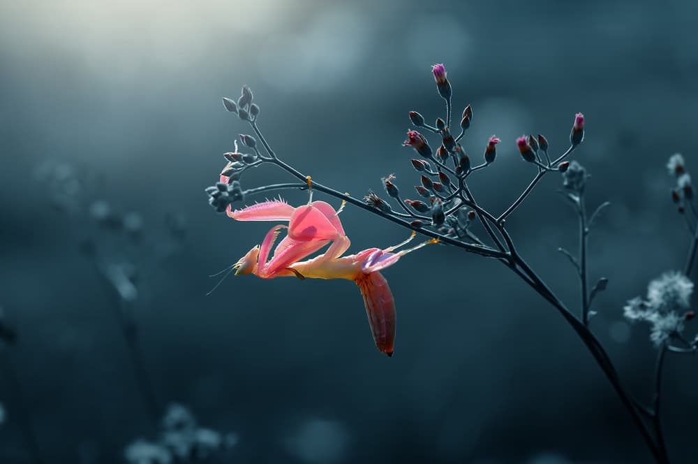 Ethereal Pink Mantis by Andri Priyadi — canvas wall art