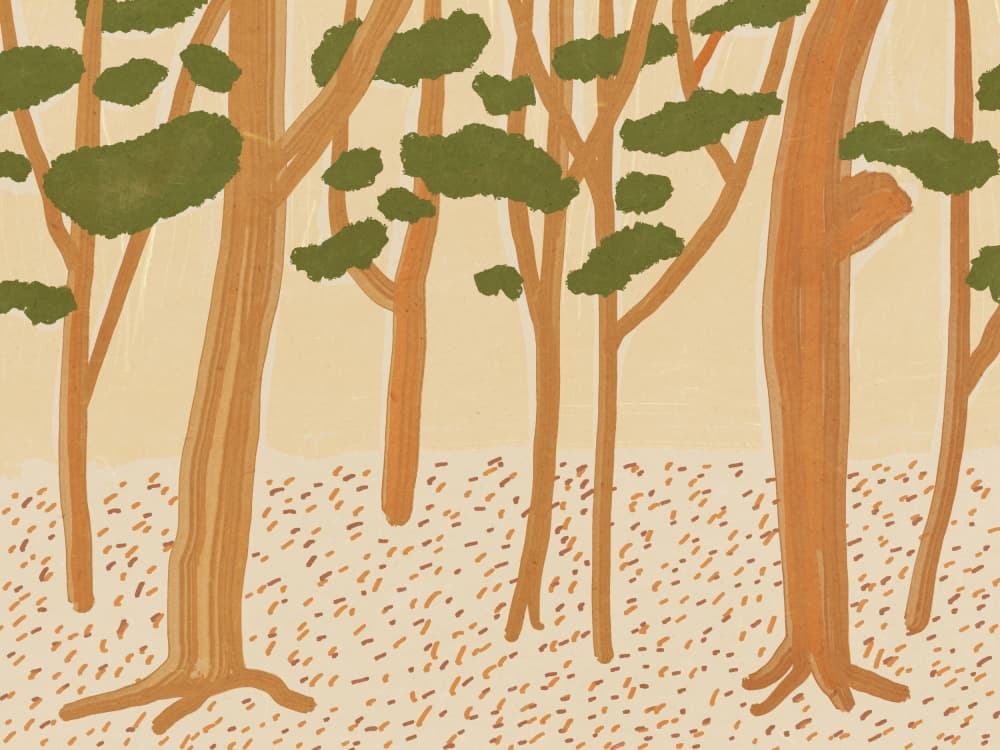 Tranquil Autumn Woods by Little Dean — canvas wall art