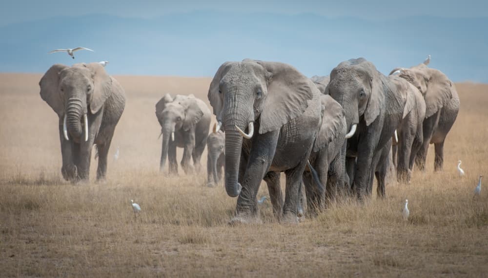 Majestic Elephant Journey by Jeffrey C. Sink — canvas wall art