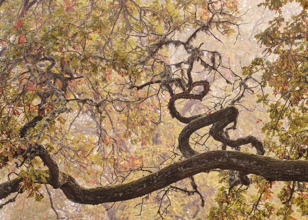 Misty Autumn Tree Branch by Hamed Bank — canvas wall art