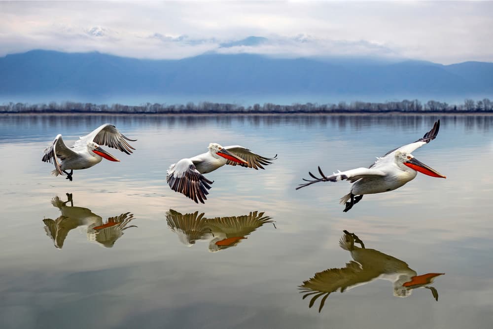 Pelicans Over Calm Water by Xavier Ortega — canvas wall art